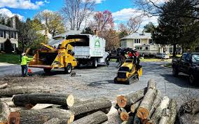 Best Storm Damage Tree Cleanup  in Dent, OH