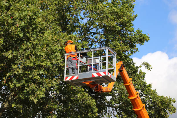 Best Root Management and Removal  in Dent, OH