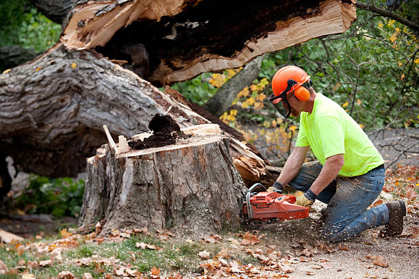 Trusted Dent, OH Tree Care  Experts