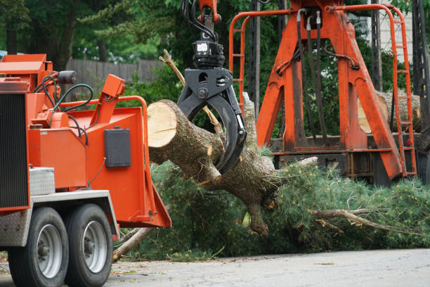 Best Arborist Consultation Services  in Dent, OH